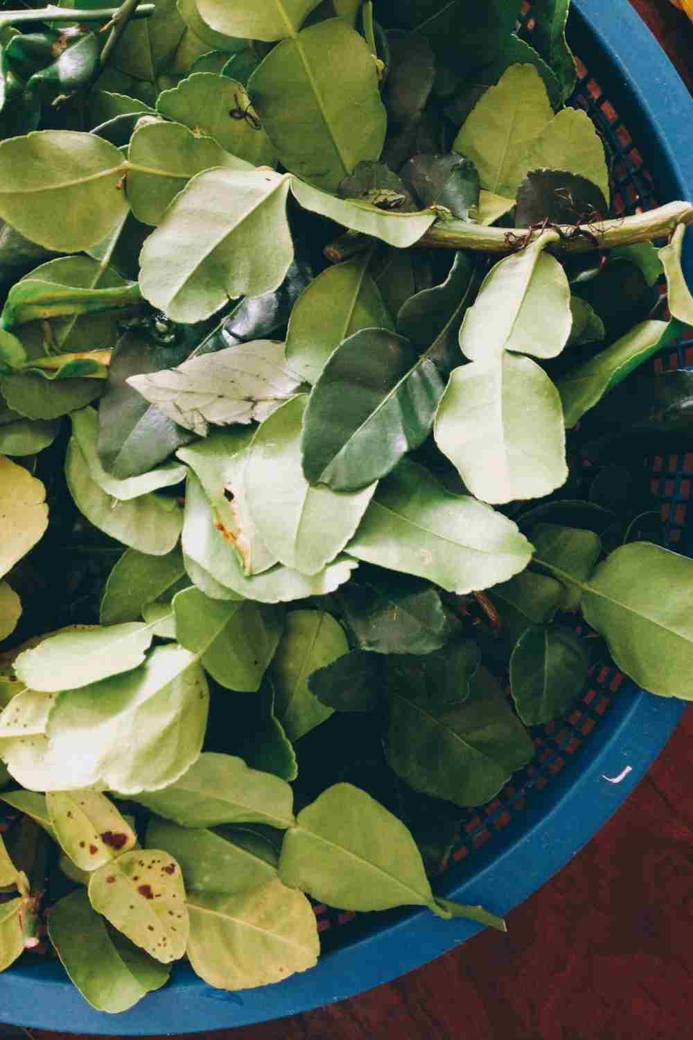 Substitutes for Kaffir Lime Leaves