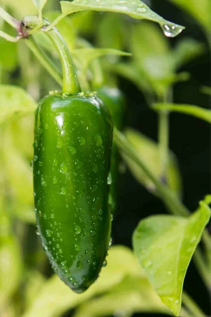 Jalapeno Peppers