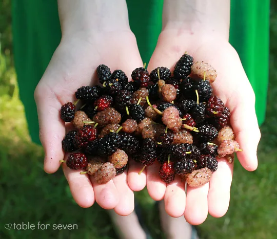 mulberries