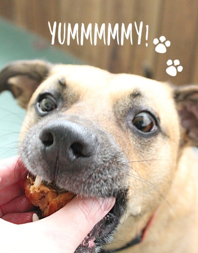 Peanut Butter Dog Cupcakes #peanubutter #dogtreats #dogcupcakes #honey